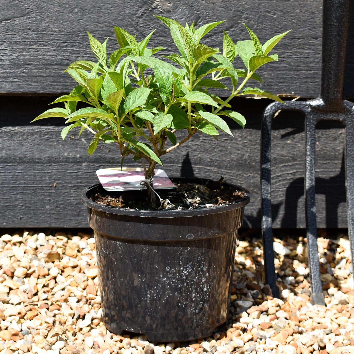 Hydrangea paniculata ' Pink & Rose' - Shrub - Height 15-20cm - 2lt