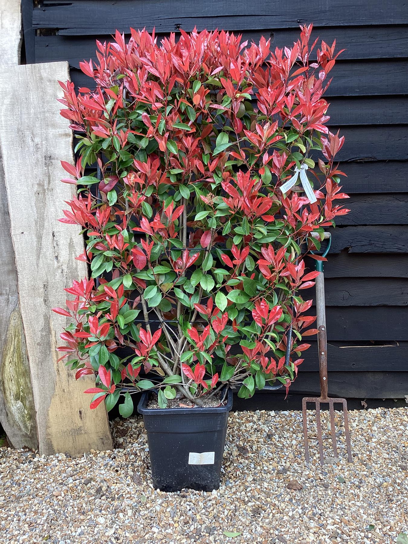 Photinia Red Robin | Christmas berry 'Little Red Robin' - Frame - 150-160cm, 30lt
