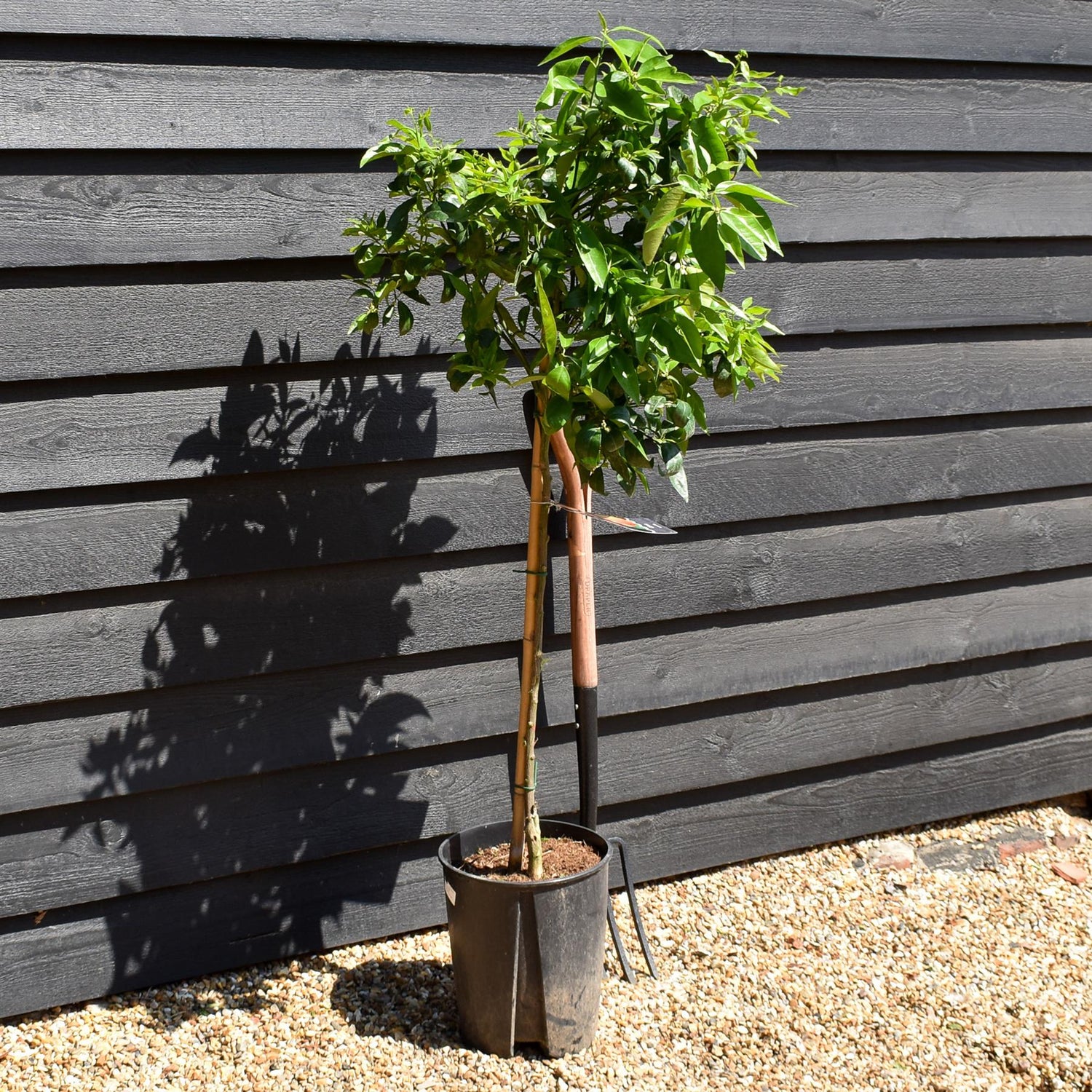 Mandarin Tree|Citrus reticulata 'Mandarino' - Tree - Clear Stem 60-70cm - Height 120-130cm - 10lt