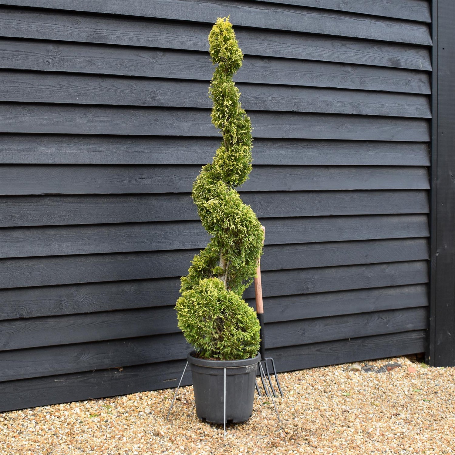 Cuprocyparis leylandii 'Gold Rider' - Spiral - 110-120cm, 25lt