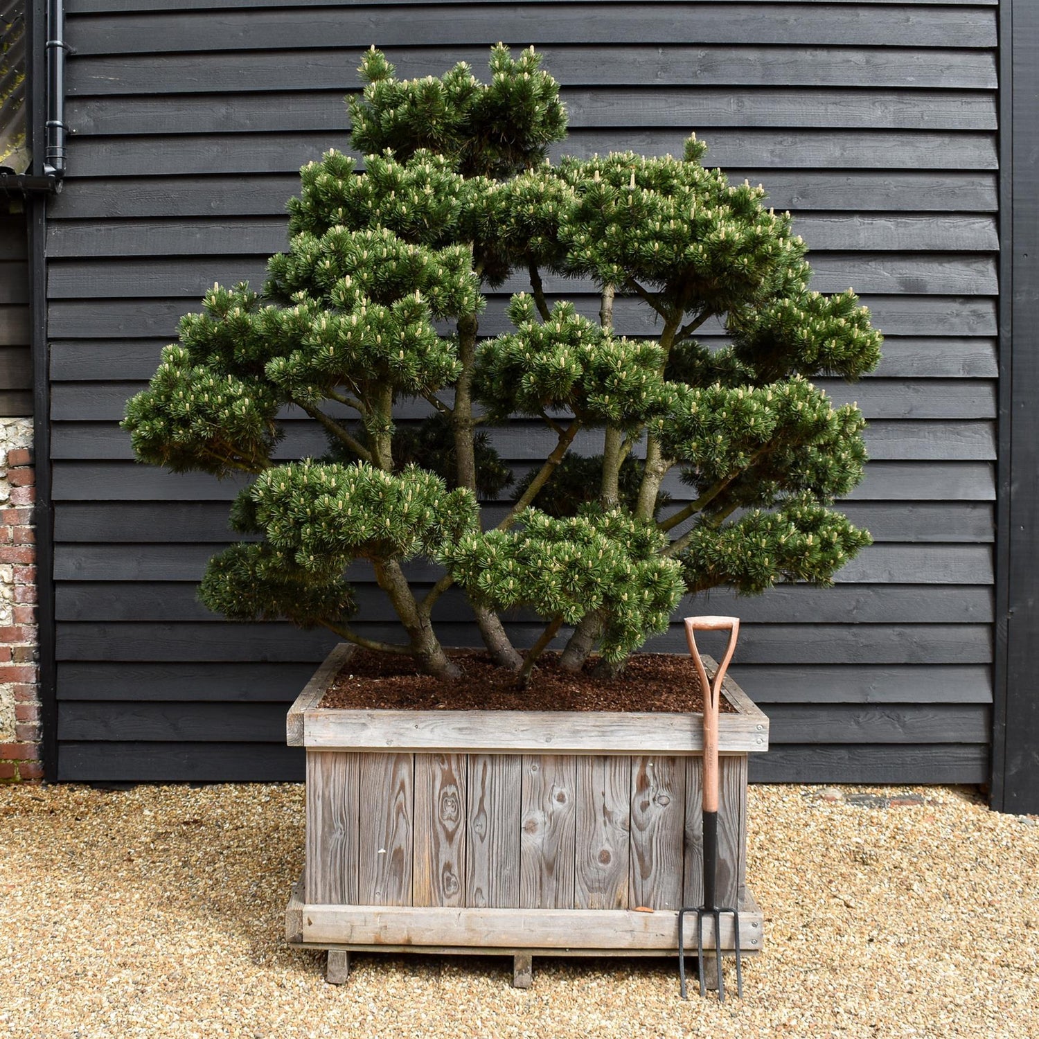 Pinus mugo 'Gnom' - Height 100cm - Width 90-100cm - 65lt
