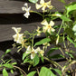 Trachelospermum jasminoides | Star of Toscana - 12lt