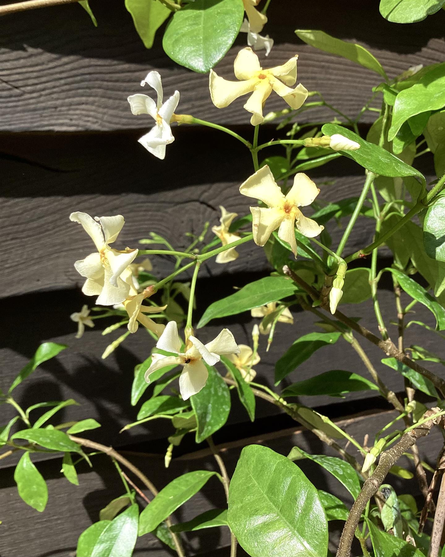 Trachelospermum jasminoides | Star of Toscana - 12lt