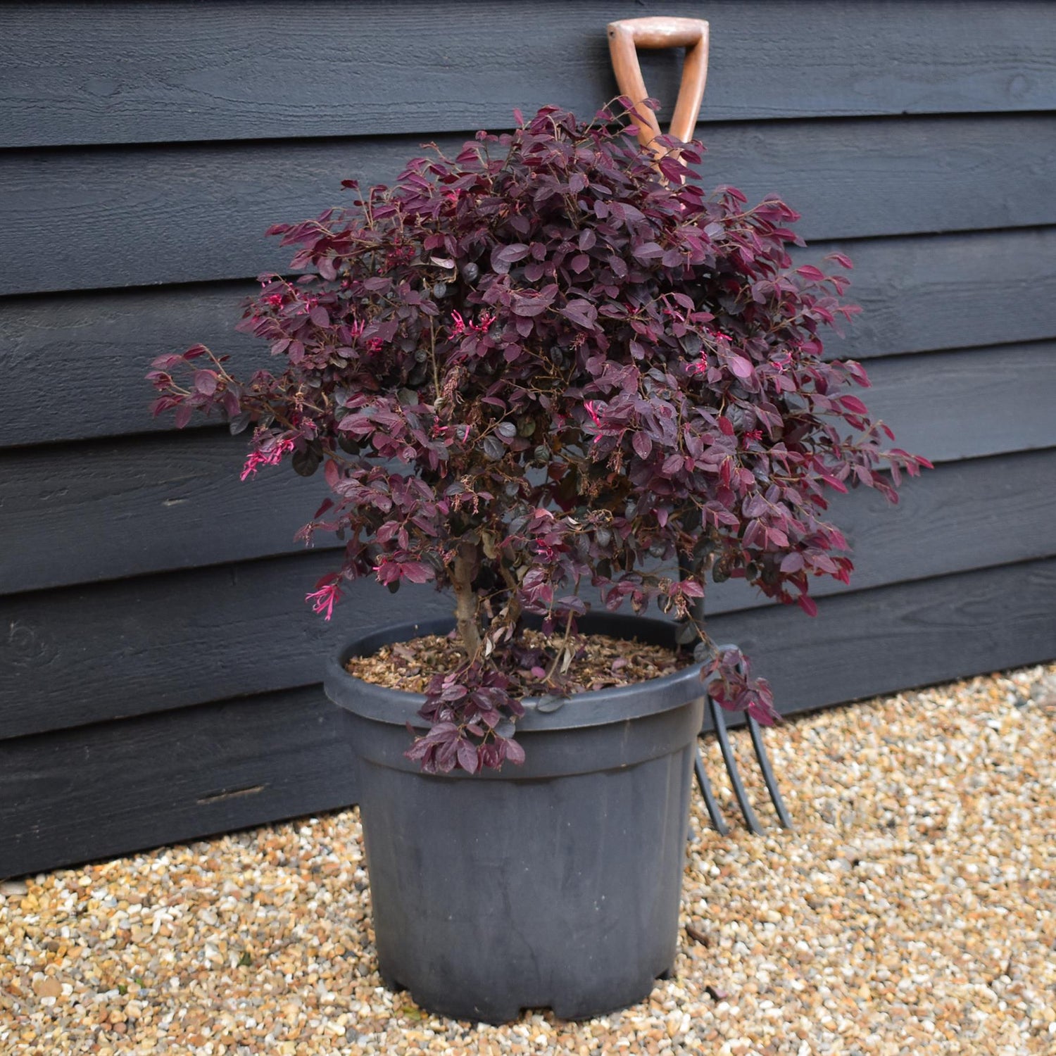 Loropetalum chinense Black Pearl  | Chinese Fringe Flower - Ball - Height 50-60cm Width 50cm - 30lt