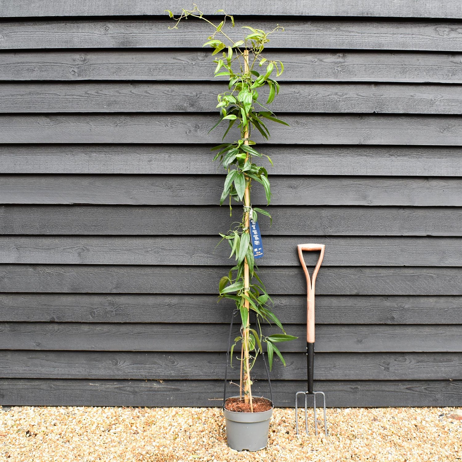 Clematis armandii 'Snowdrift' - Evergreen - Height 180-200cm - 8lt