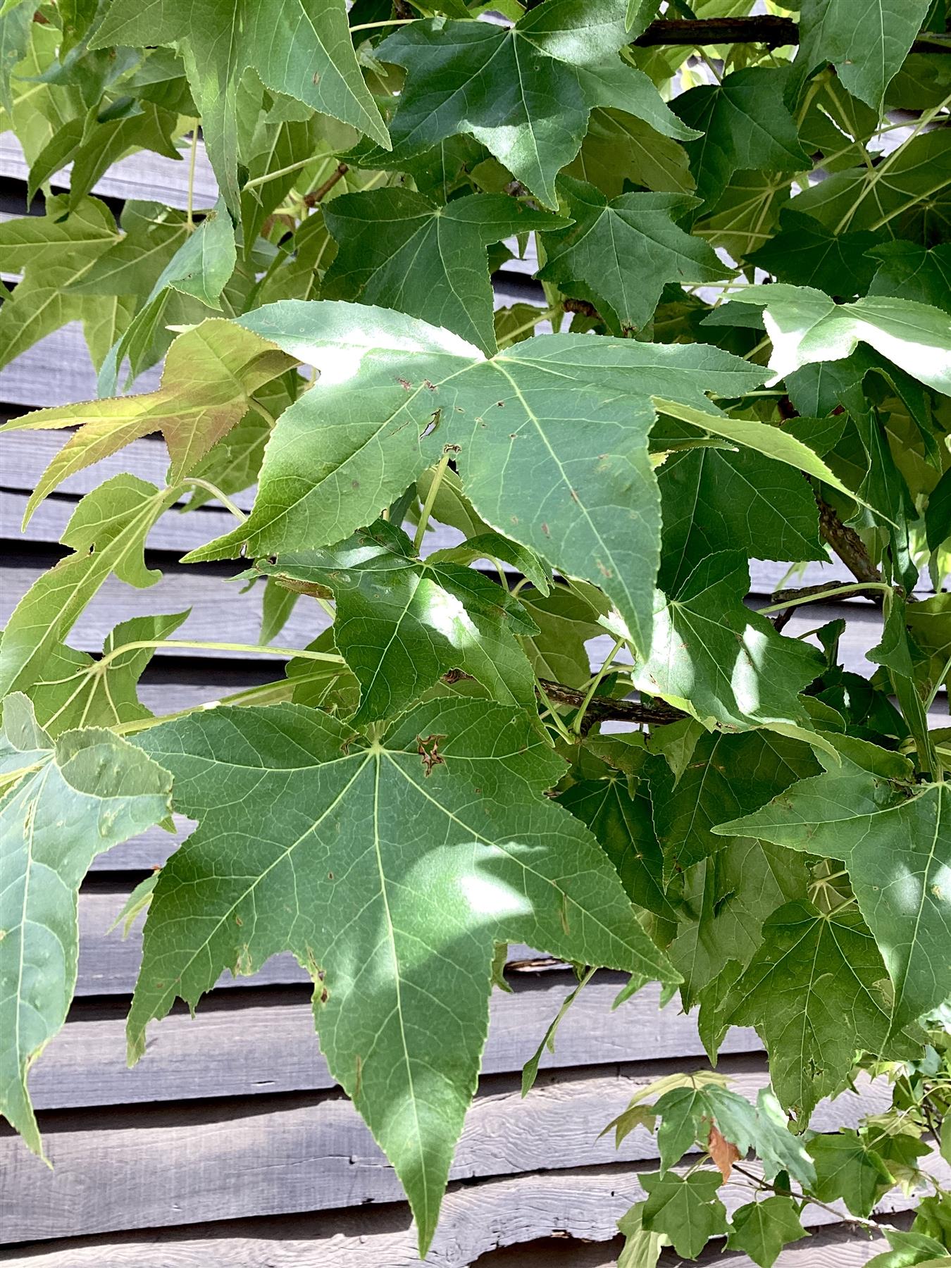Liquidambar styraciflua | Sweet Gum Tree - 350-370cm, 55lt