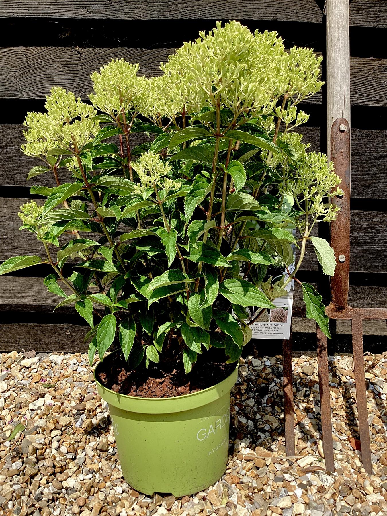 Hydrangea paniculata 'Whitelight' - 30-40cm - 5lt