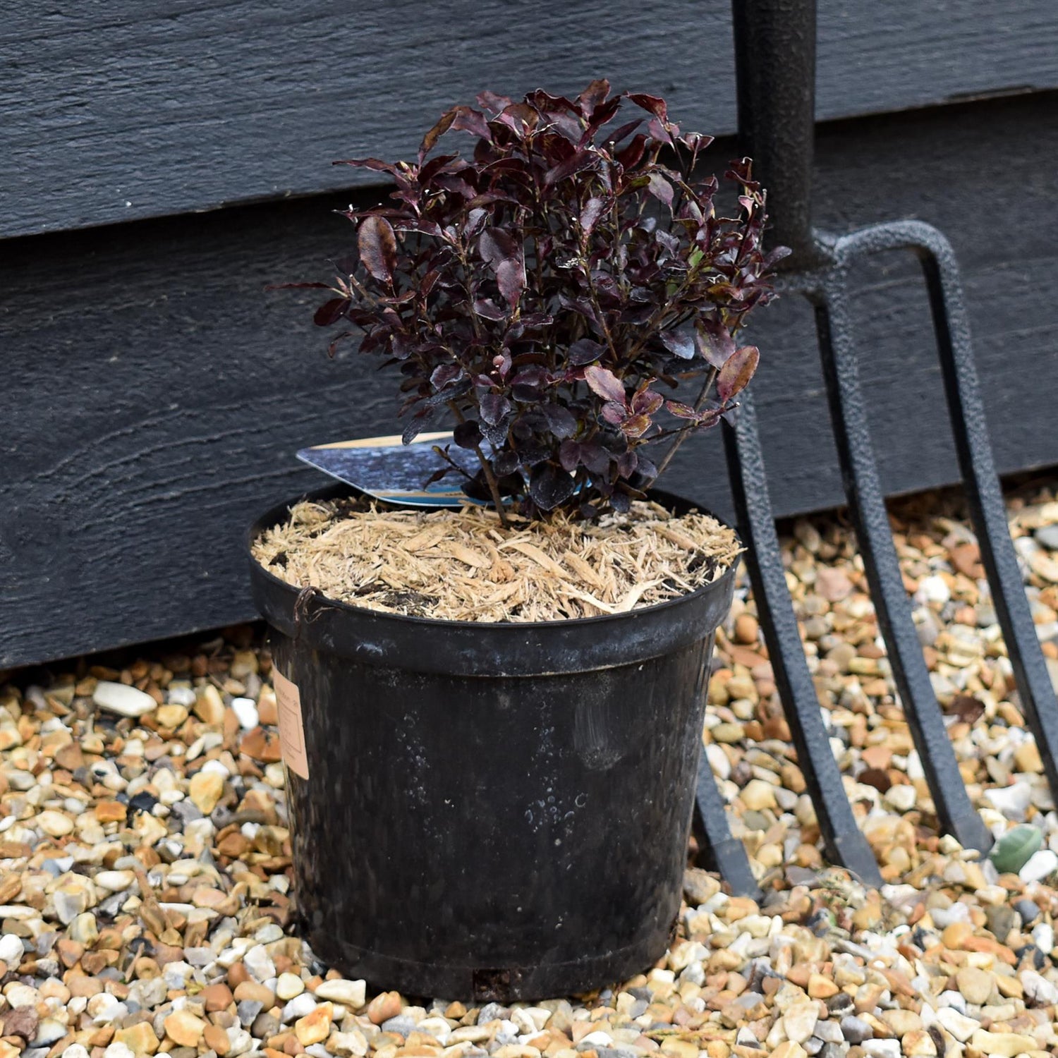 Pittosporum Tom Thumb - Height 18-25cm - 2lt