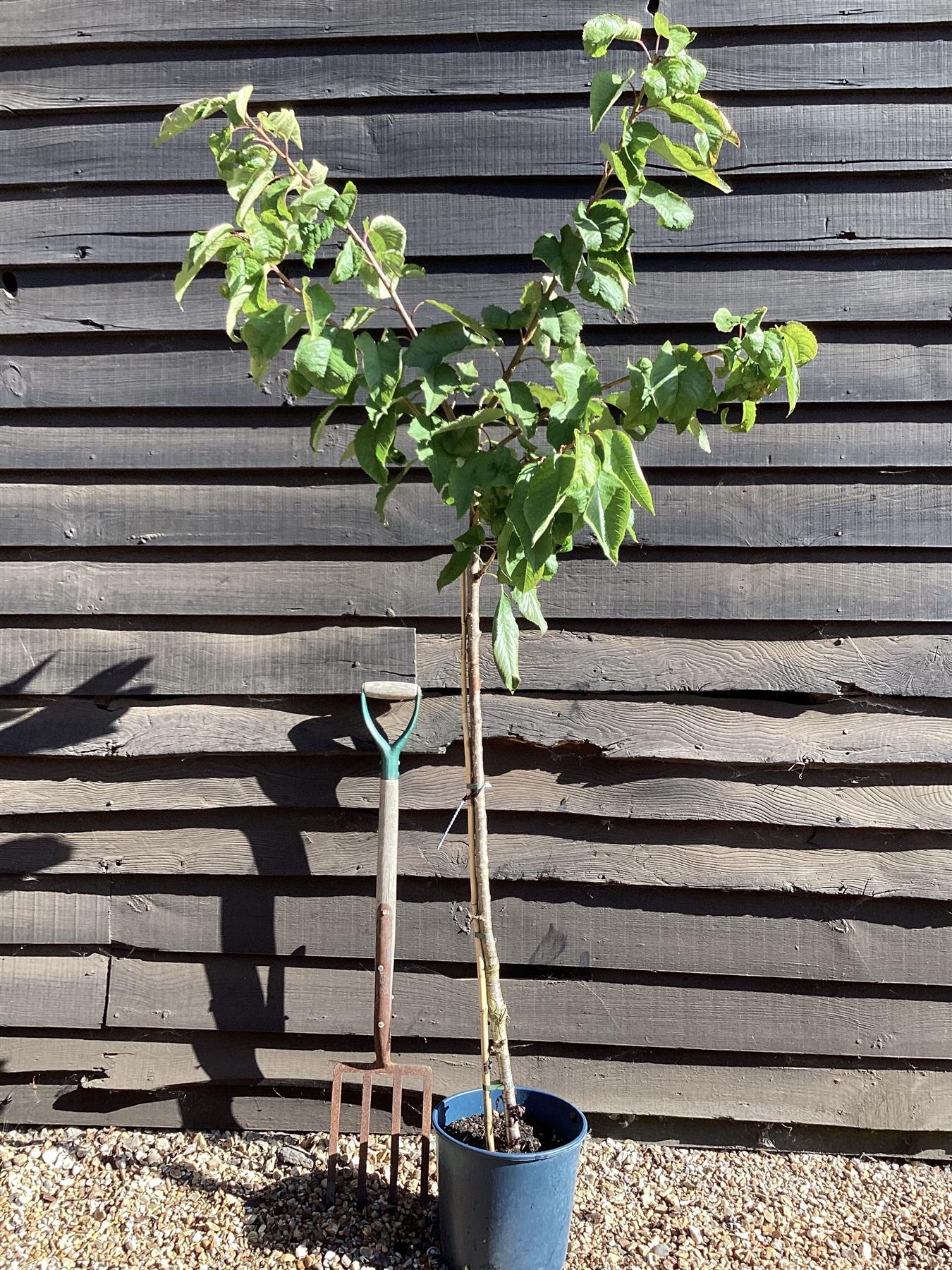 Cherry 'Stella' half-standard | Prunus avium - Height 160-180cm - 12lt