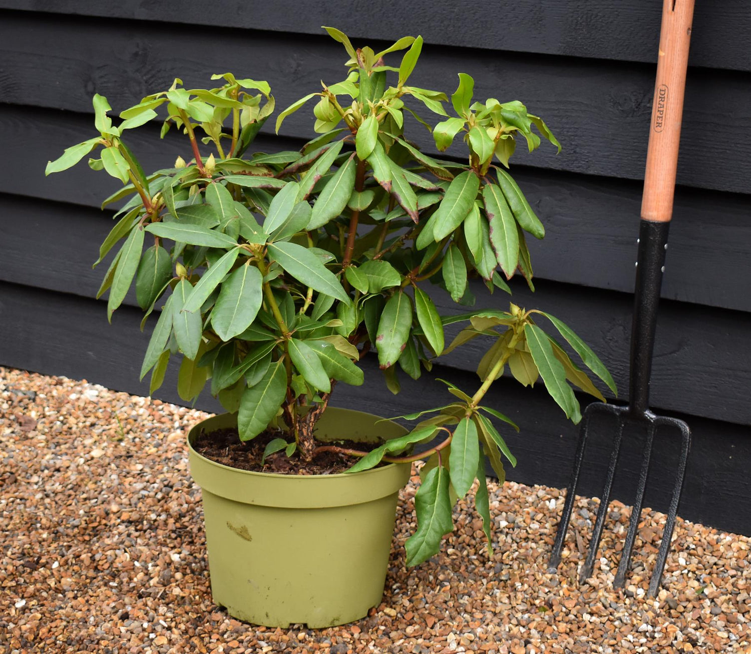 Rhododendron 'Blue Jay' - Shrub - Height 50-70cm - 10lt