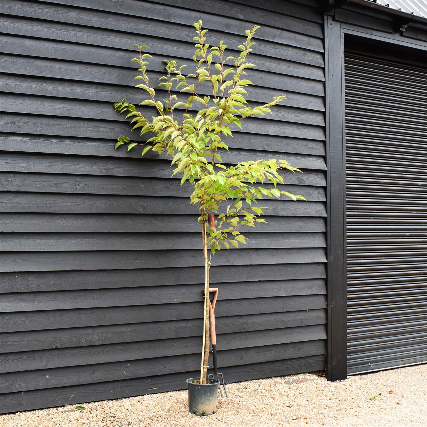 Prunus Jacqueline | Flowering Cherry - 180-220cm - 12lt
