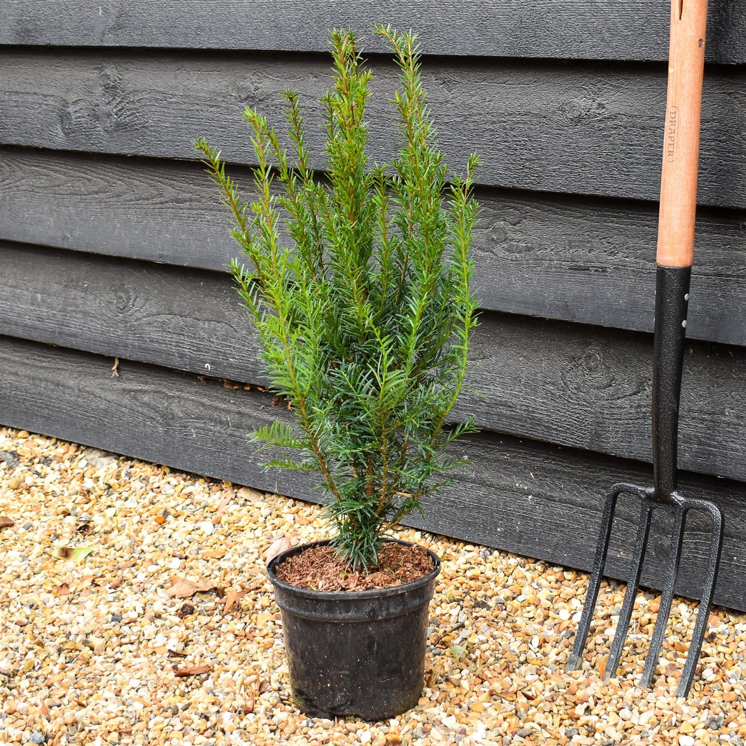 Yew | Taxus baccata - Height 90-100cm - 3lt