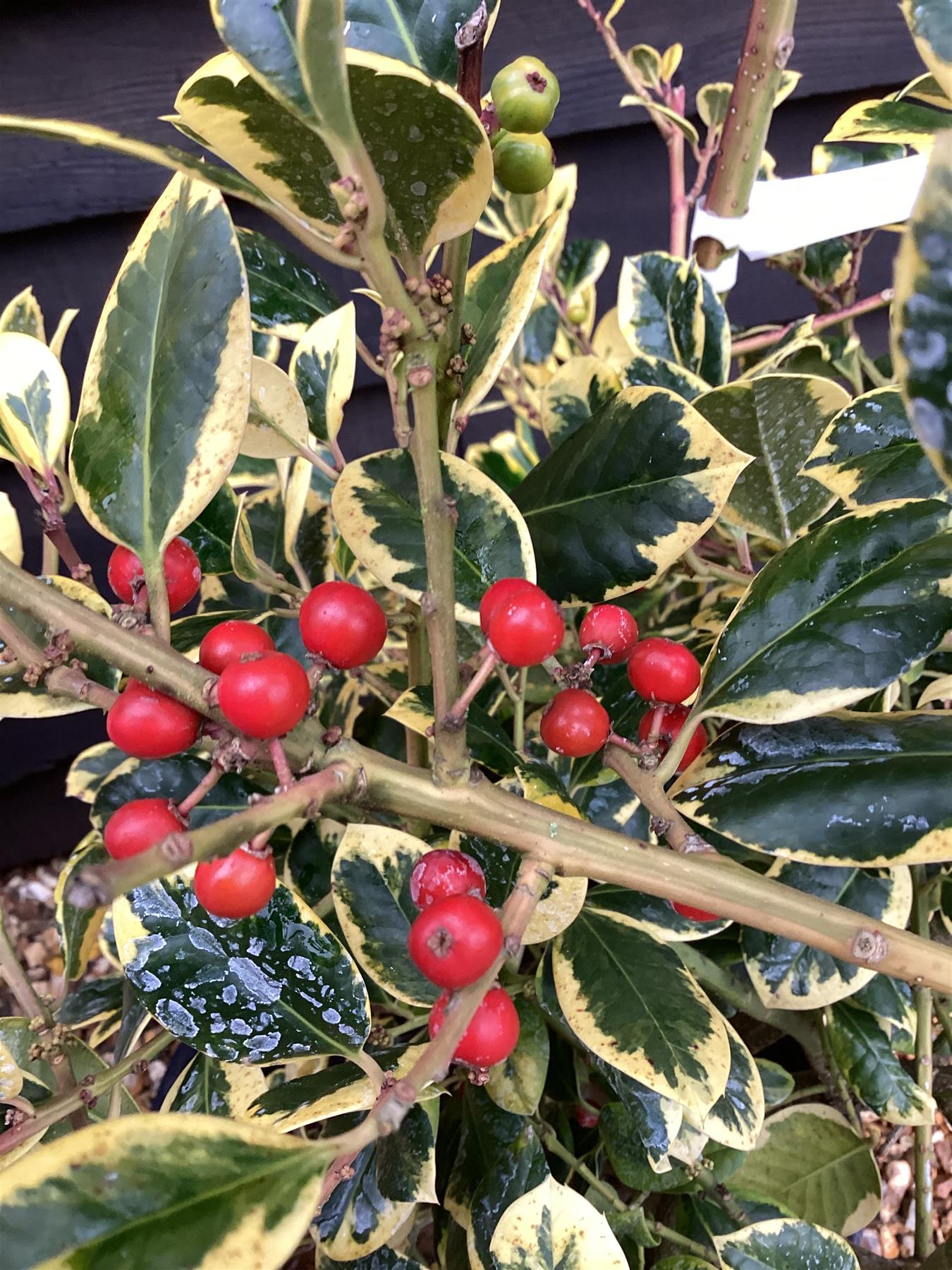 Ilex x altaclerensis 'Golden King' Holly - 100-150cm, 35lt