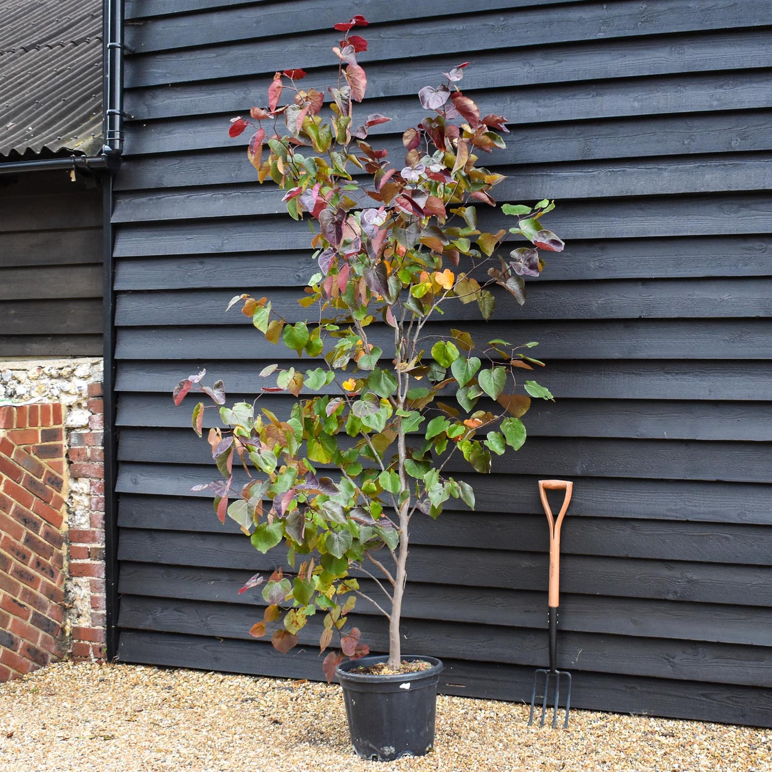 Cercis canadensis | Eastern Redbud - Semi-Mature Feathered - Height 160-180cm - 30lt