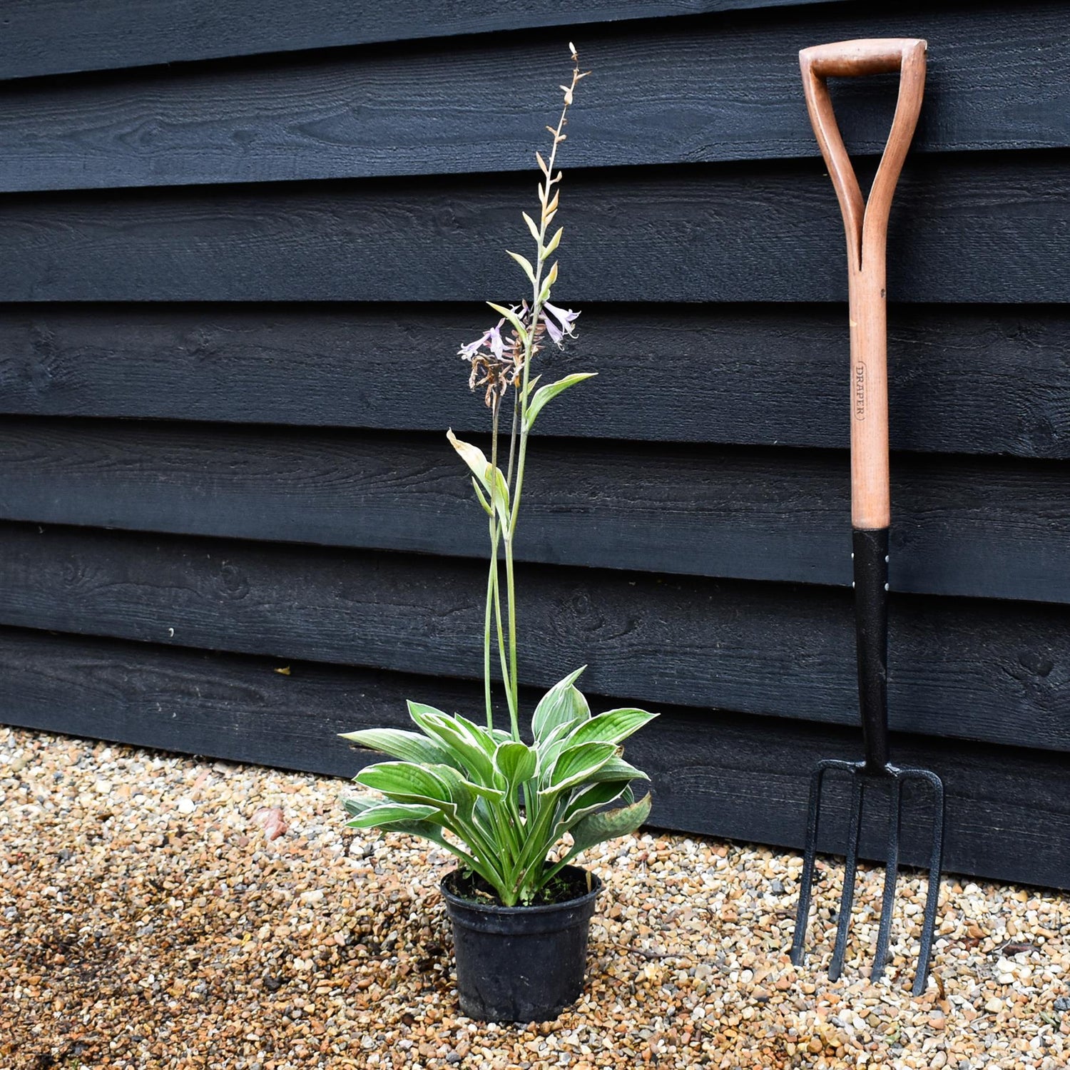 Hosta Francee | Plantain Lily 'Francee' - Deciduous Perennial - Height 30cm - 2lt