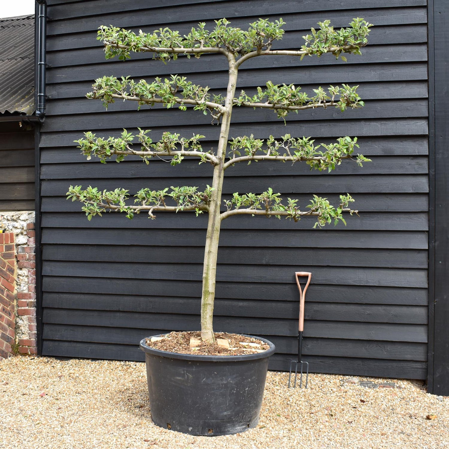 Malus Communis - Espalier - Apple Tree - 4 Branches - Height 280-290cm - Width 225-235cm - 230lt