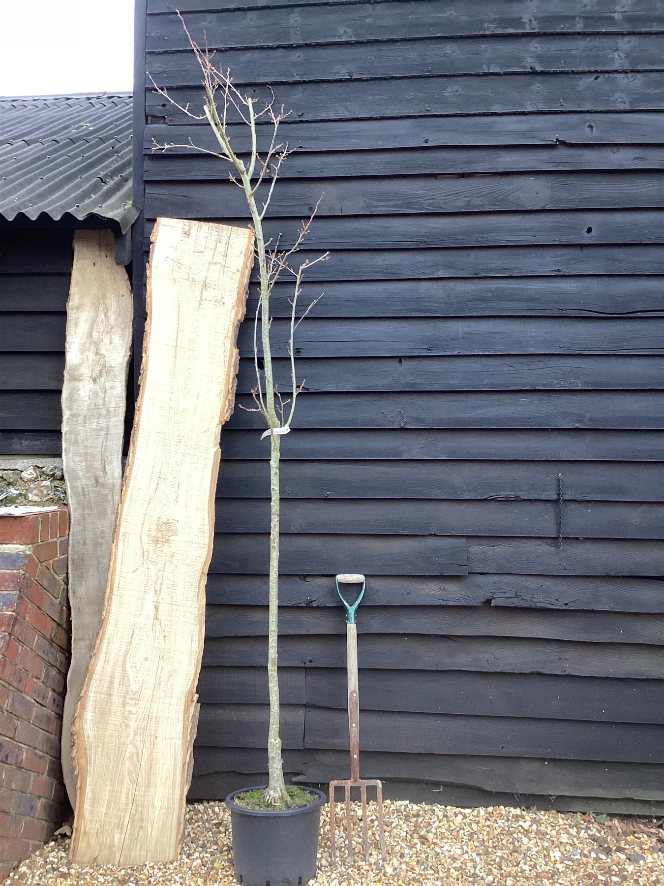 Prunus Pink Shell | Cherry 'Pink Shell' - 230-260cm, 20lt