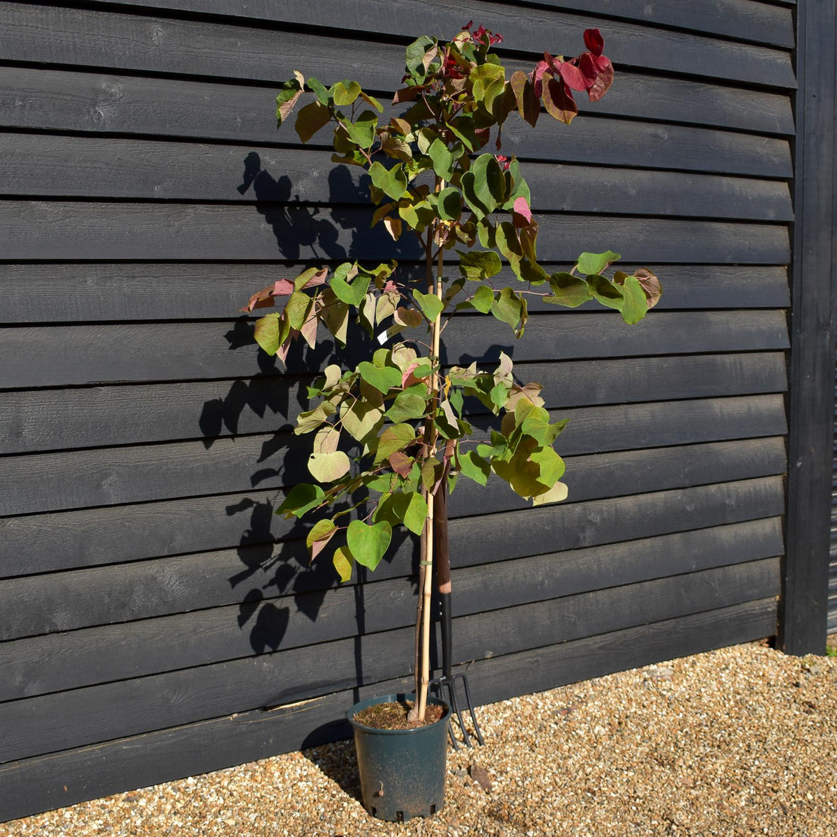 Cercis canadensis 'Hearts A'Fire' - Height 160-180cm - Bushy - 12lt