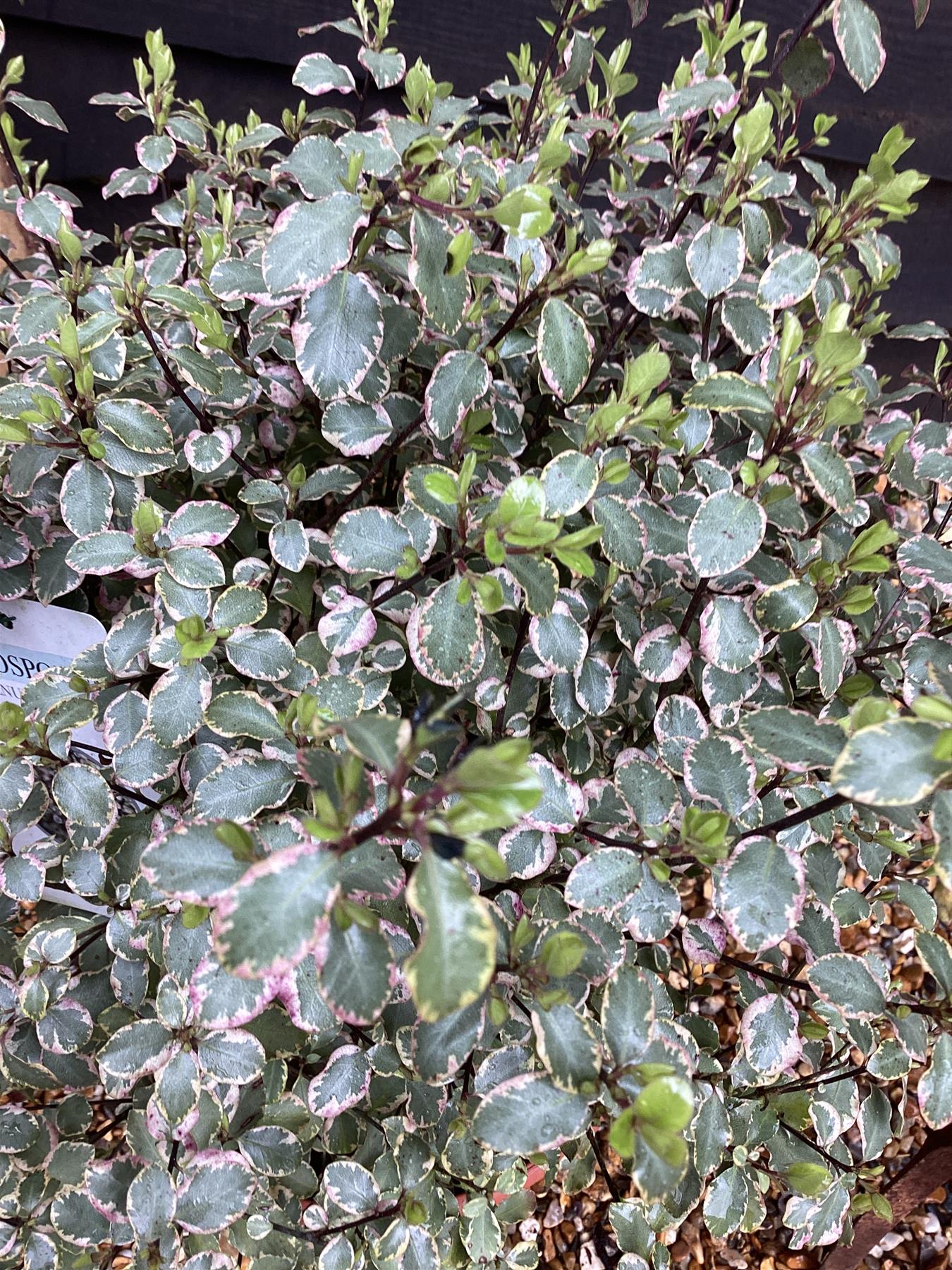 Pittosporum Victoria | Tawhiwhi 'Victoria' - 30cm - 7lt