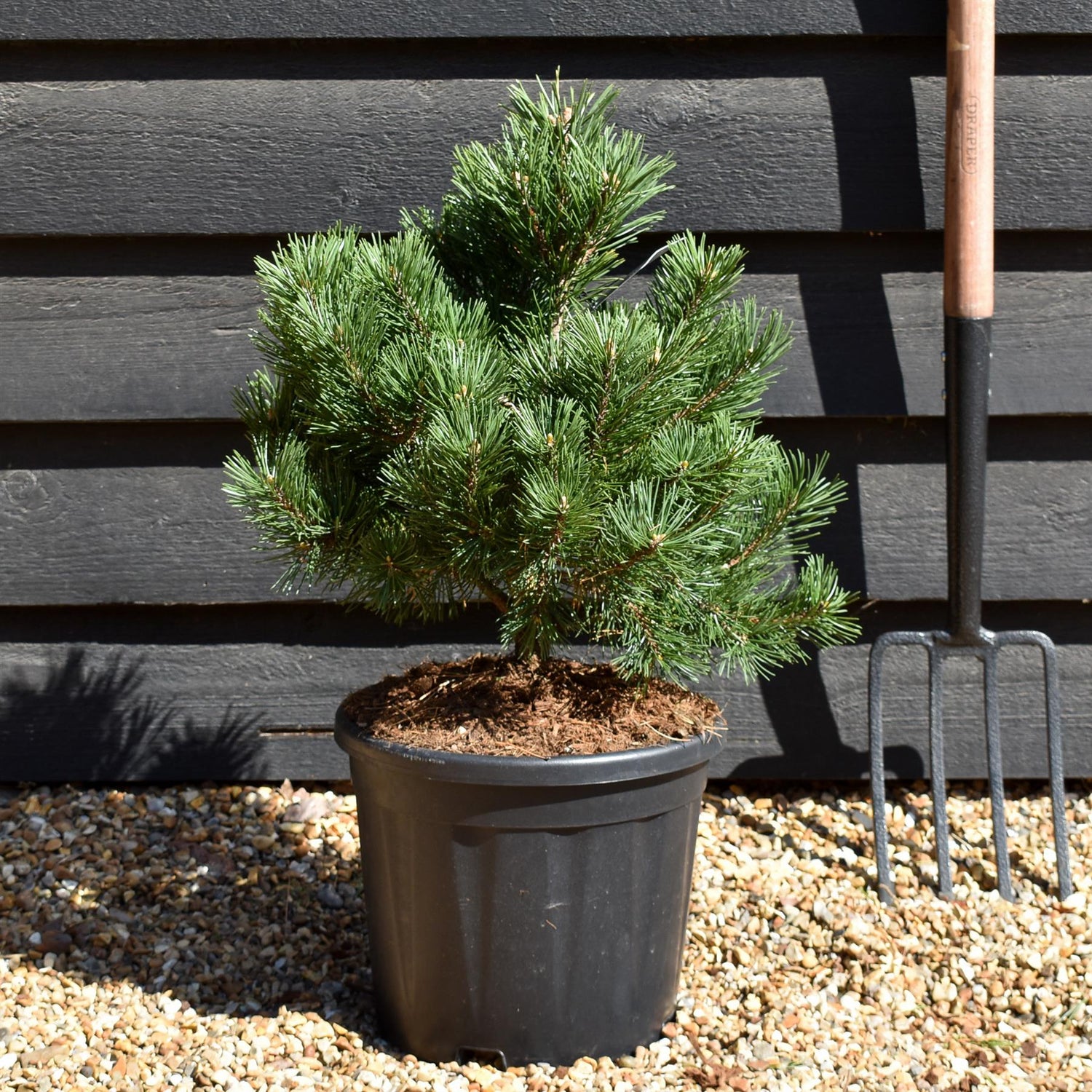 Pinus mugo 'Gnom' | Dwarf mountain pine - Height 40-50cm - 10.5lt