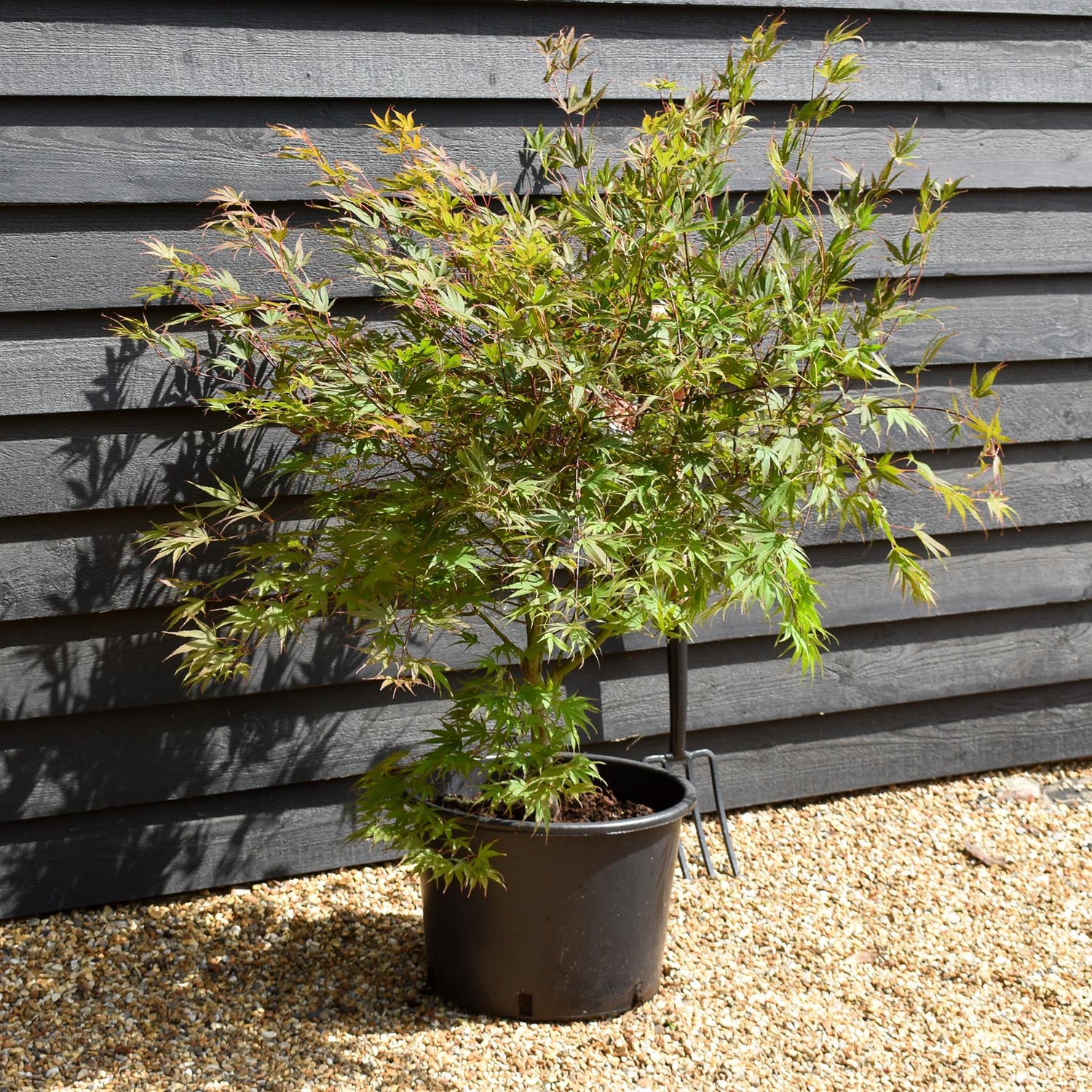 Japanese maple 'Chitose-Yama'| Acer palmatum -  Bushy - Height 100-120cm- 35lt
