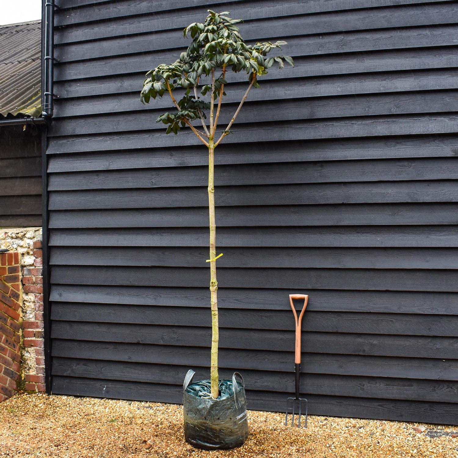 Aesculus hippocastanum | Horse Chestnut - Girth 8-10cm - Height 230-250cm - 45lt