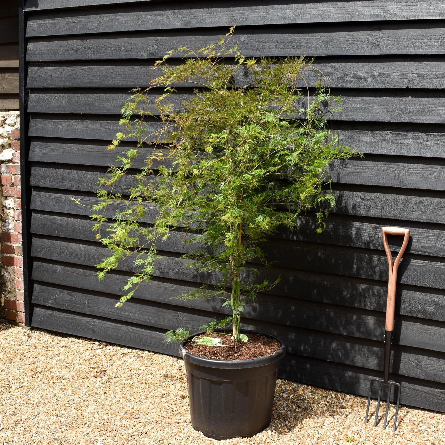 Acer palmatum 'Emerald Lace' | Japanese maple - Bushy - Height 130-150cm - 55lt