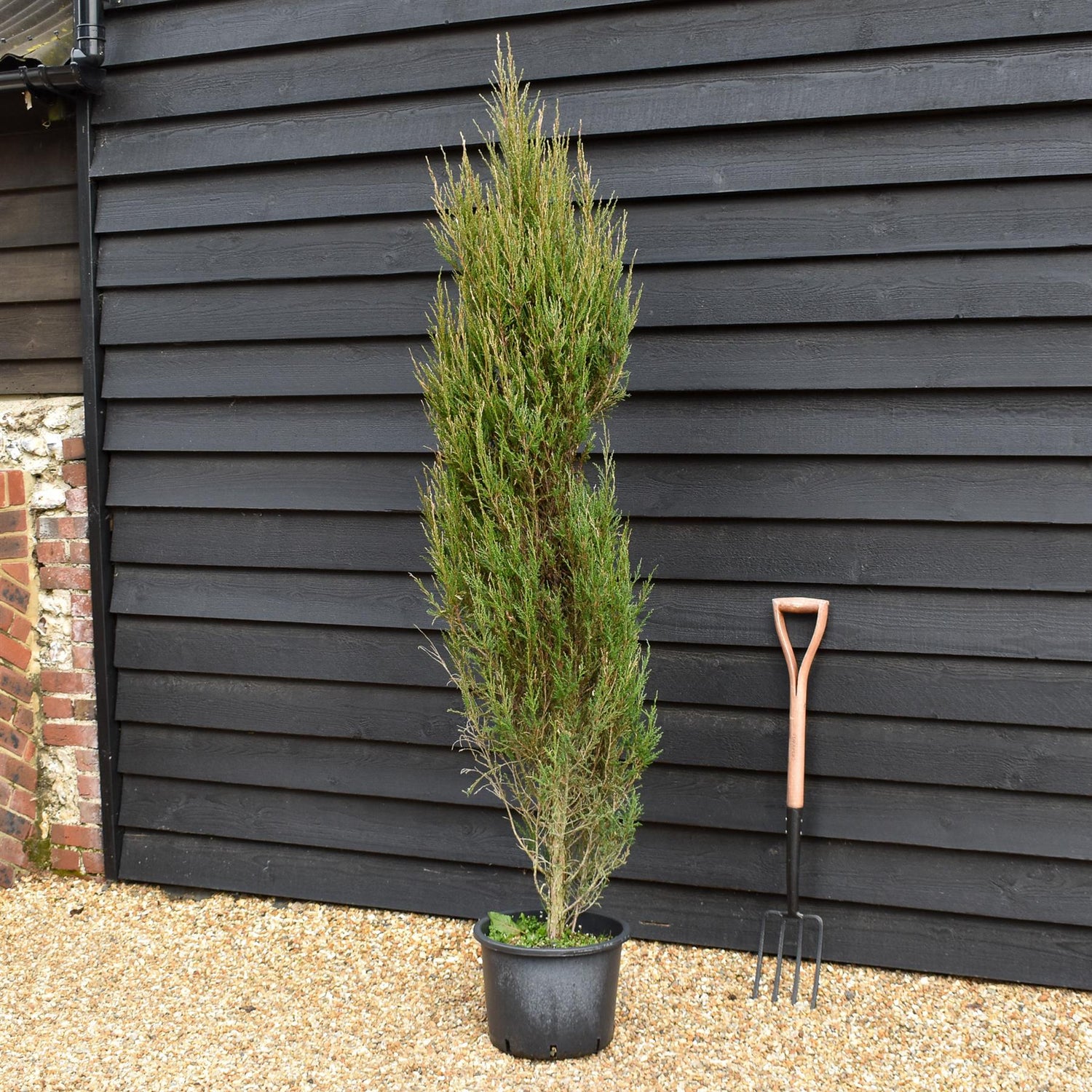Juniperus scopulorum 'Blue Arrow' - 20lt