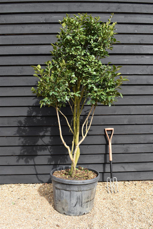 Camellia sasanqua - Multistem - Large Shrub - Height 230-250cm - 110lt