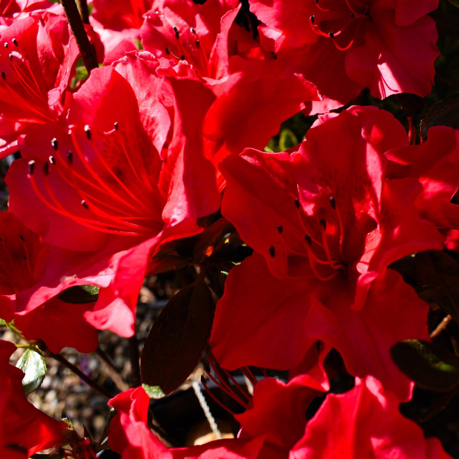 Azalea Japonica 'Vuyk's Scarlet' - 10-15cm - 3lt