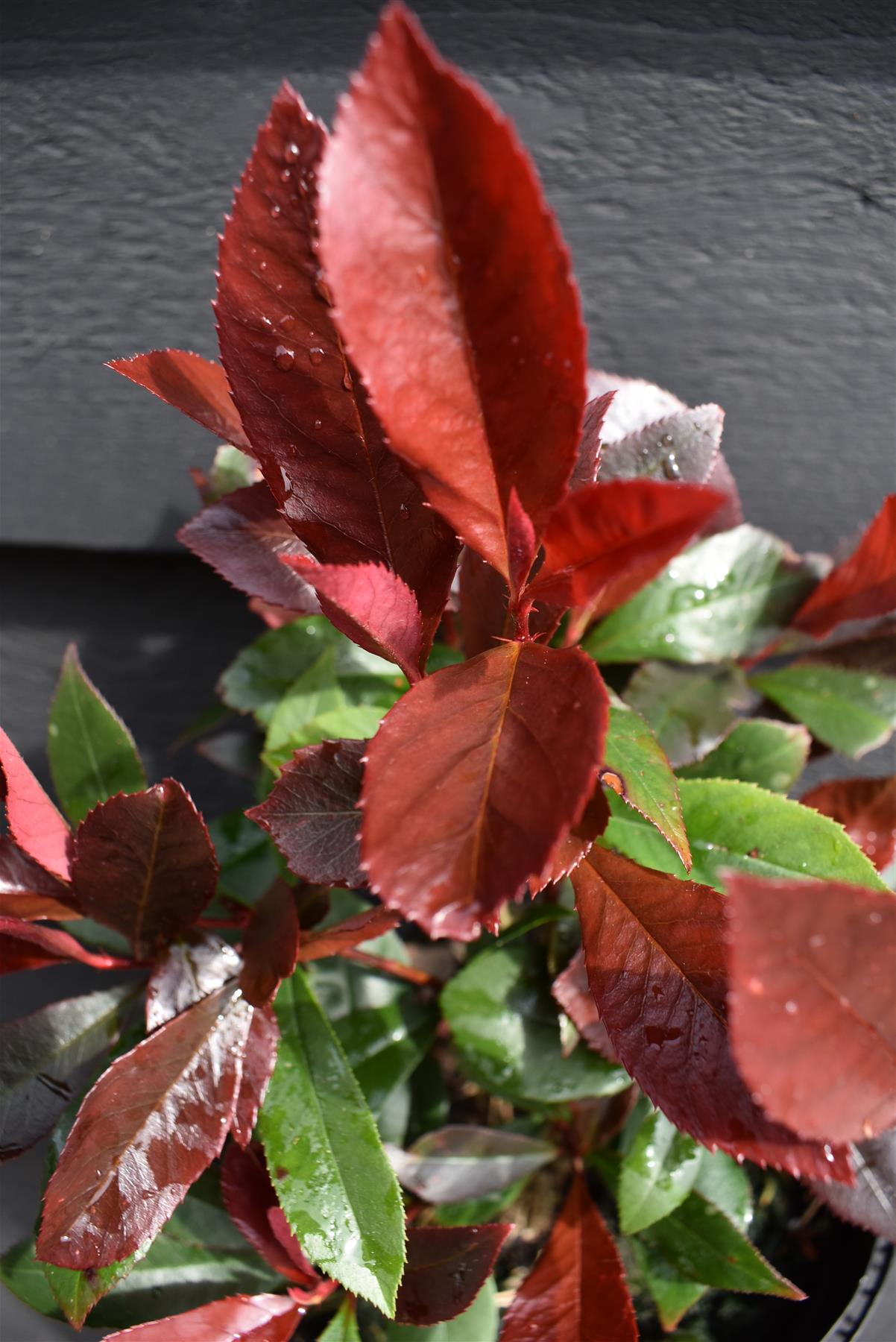 Photinia x fraseri 'Carre Rouge' - Bush - 10-20cm - 3lt