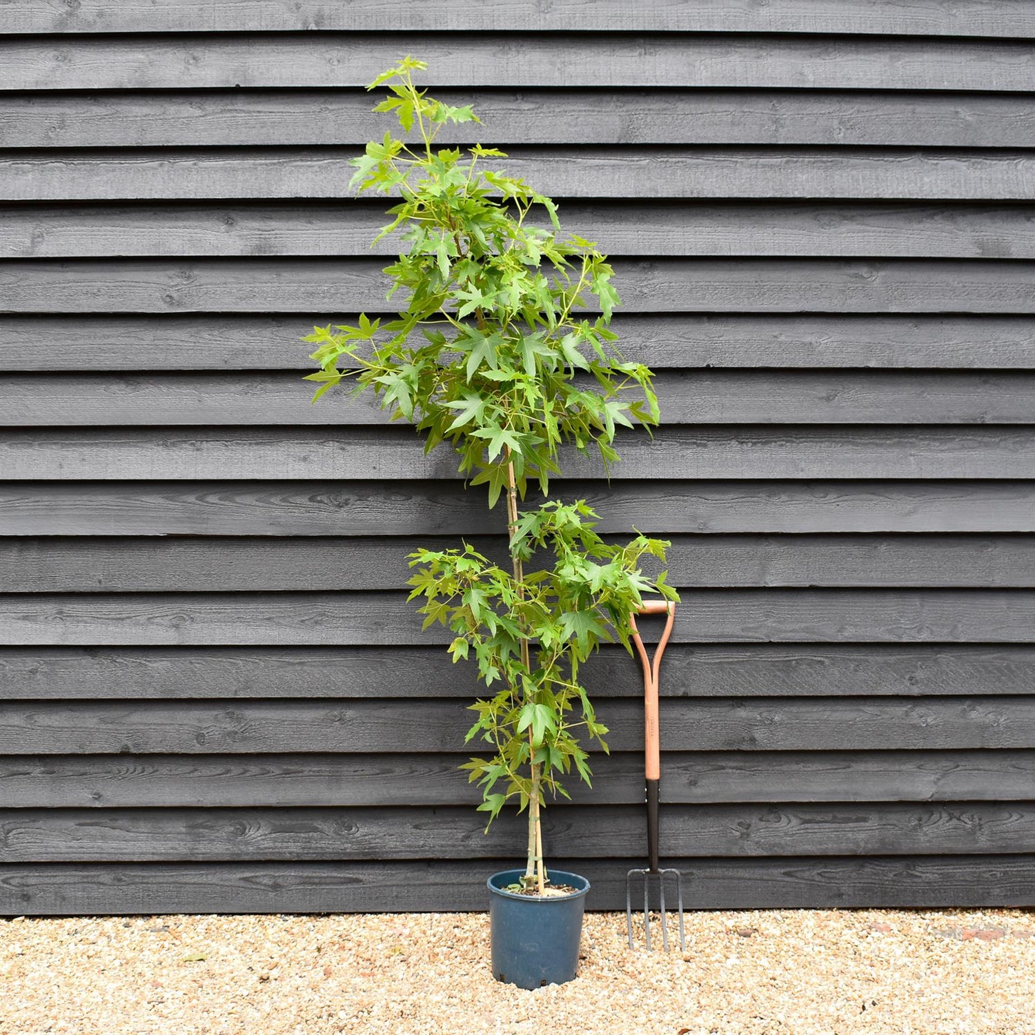 Liquidambar styraciflua 'Worplesdon' Std | Sweet Gum Worplesdon - 120-150cm, 10lt