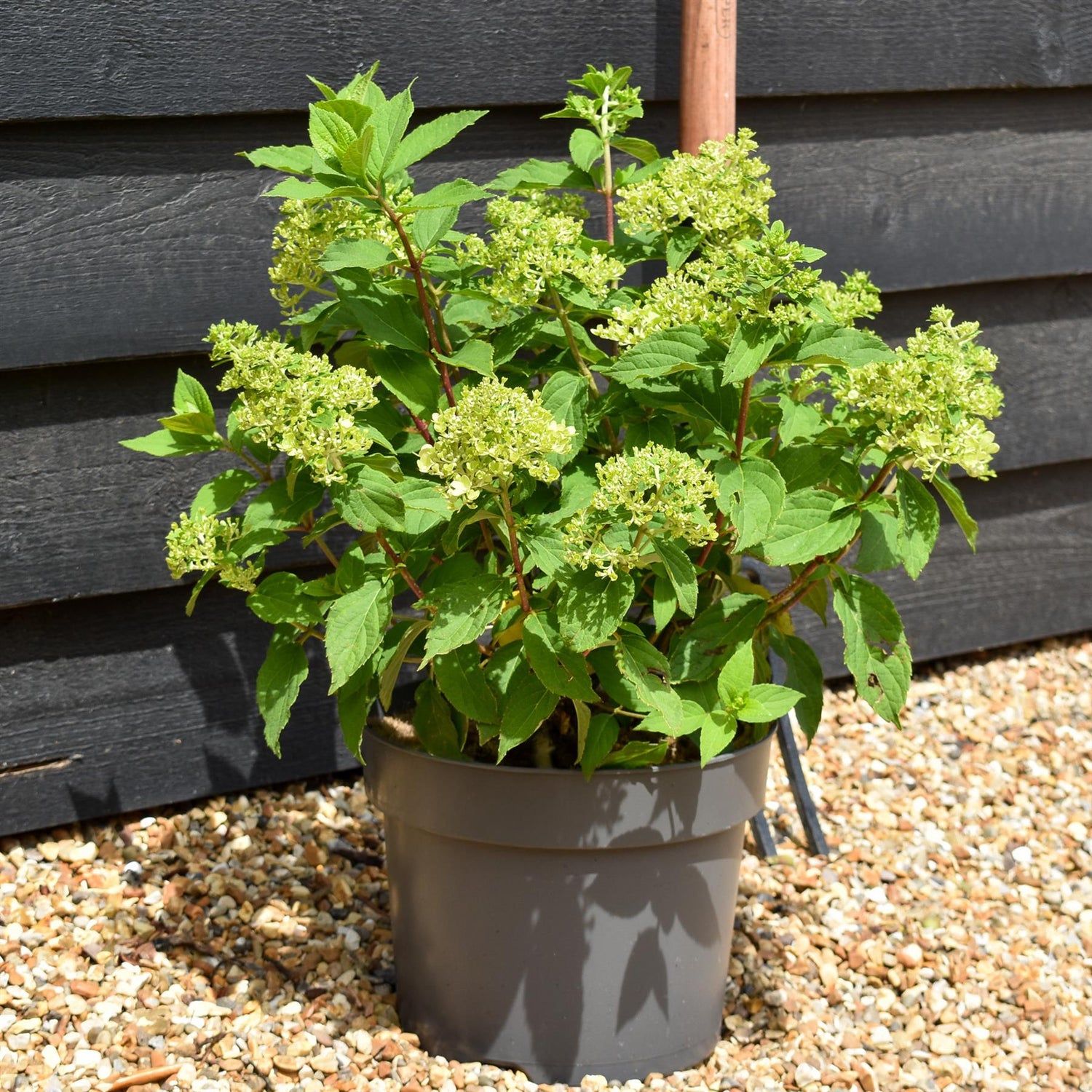 Hydrangea Paniculata 'Little Fresco' - Height 40-50cm - 7.5lt