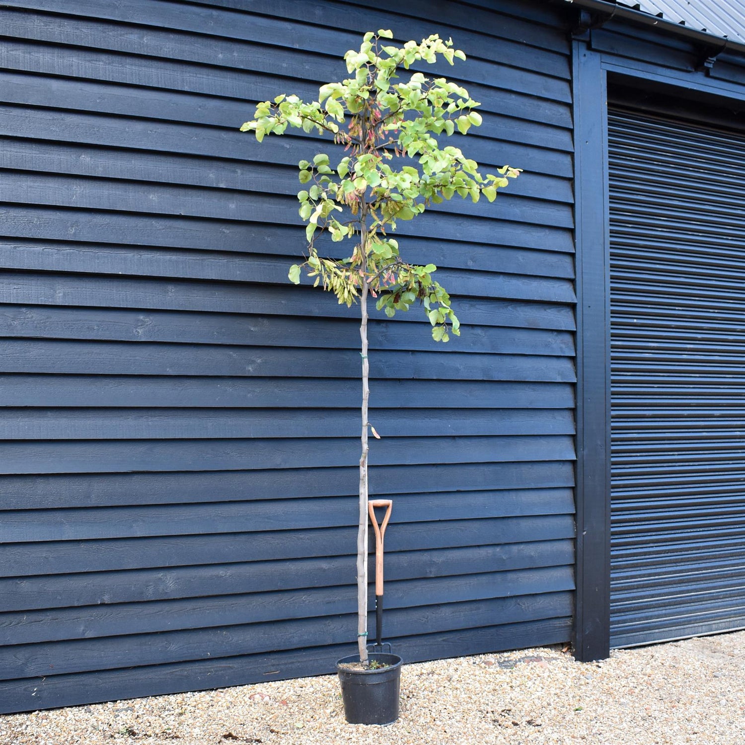 Judas tree | Cercis siliquastrum - Girth 5-6cm - 290-300cm - 30lt