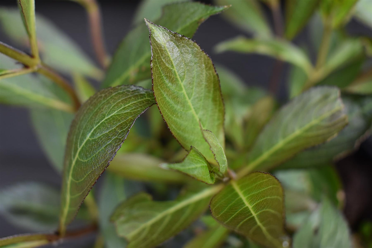 Weigela Florida 'Black and White' - Shrub - 20-30cm - 5lt