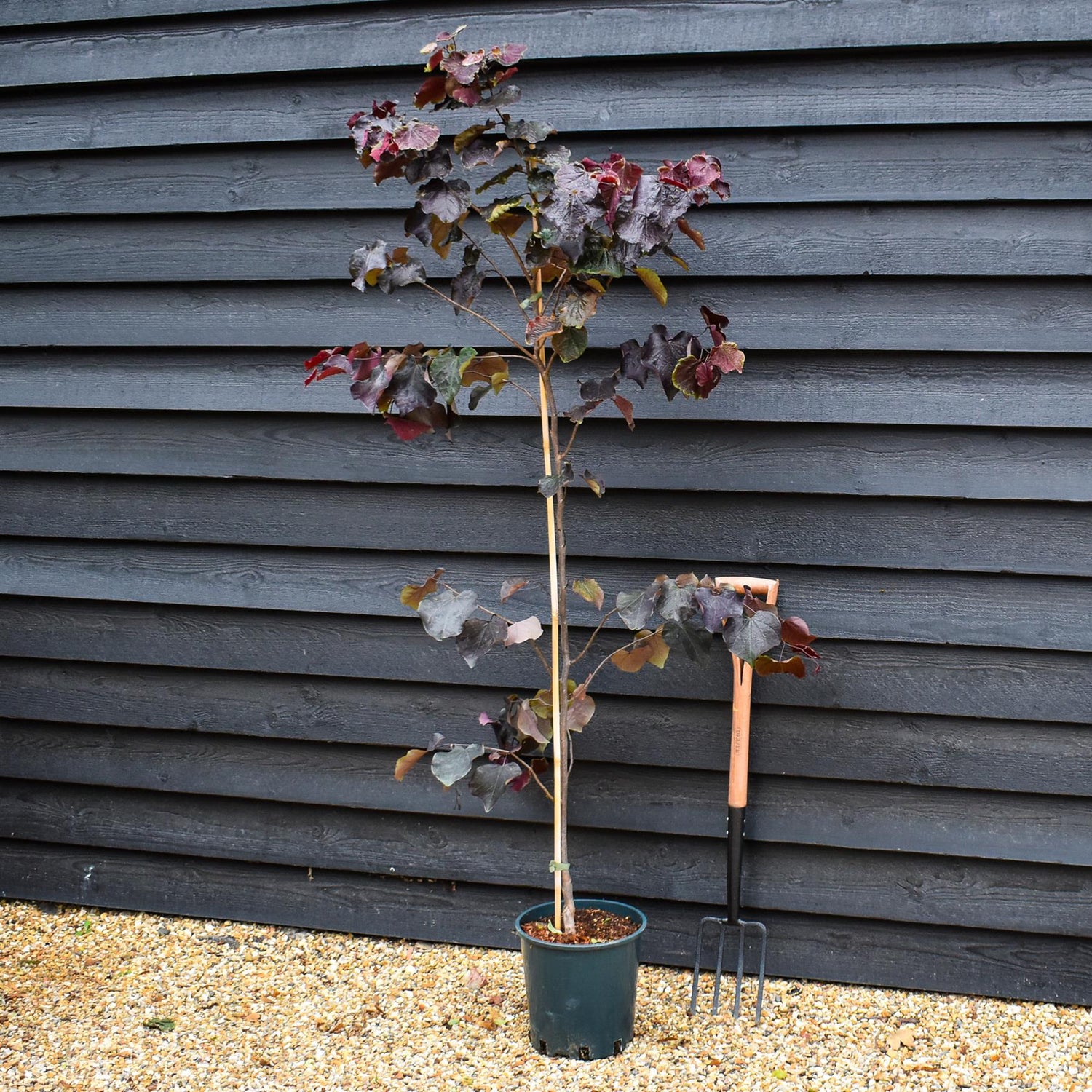 Cercis canadensis 'Ace of Spades' |  Judas trees - Height 170-190cm - Bushy - 12lt