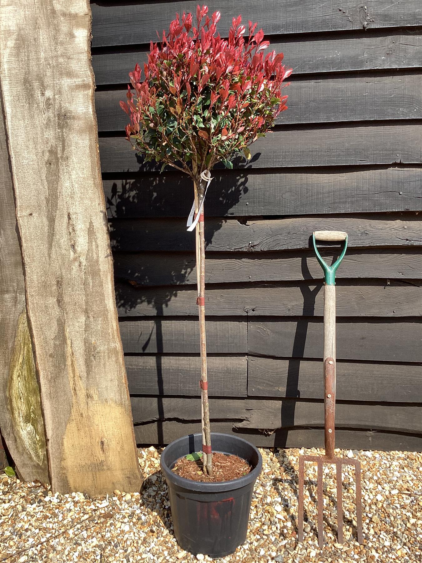 Photinia Little Red Robin | Christmas berry 'Little Red Robin' - 1/2 Std Clear Stem - 150-160cm, 15lt
