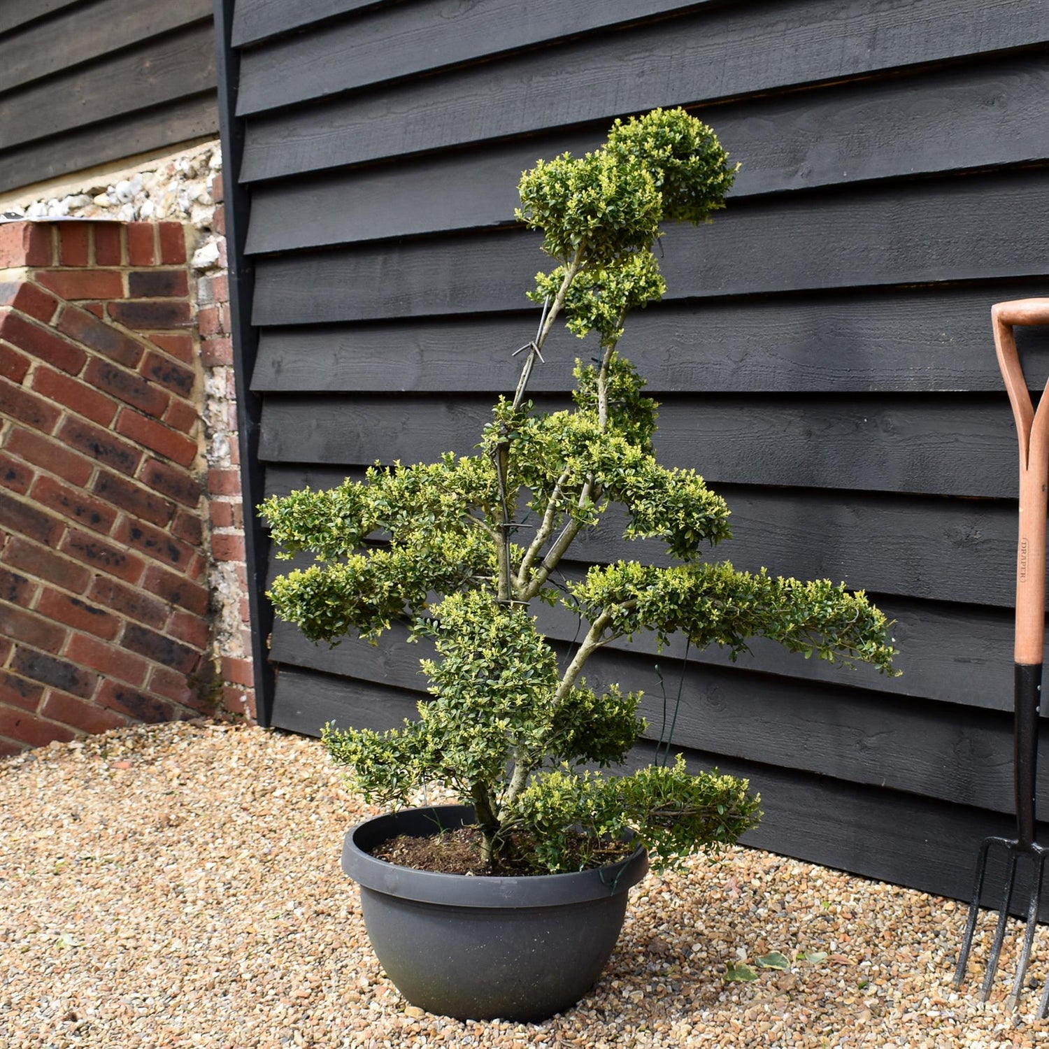 Ilex crenata 'Kinme' - Bonsai - Clouds - Multistem - Height 110-130cm - Bowl - 30lt
