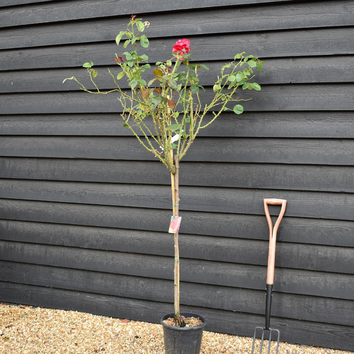 Rose 'Geranio' - Clear Stem 80-90cm - Height 130-160cm - 18lt