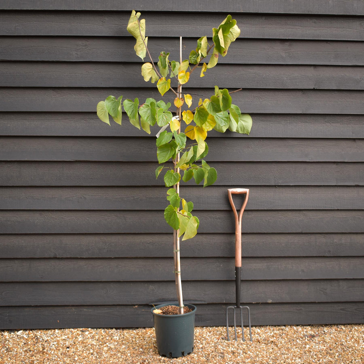Cercis canadensis 'Pink PomPom' - Height 160-180cm - Bushy - 12lt