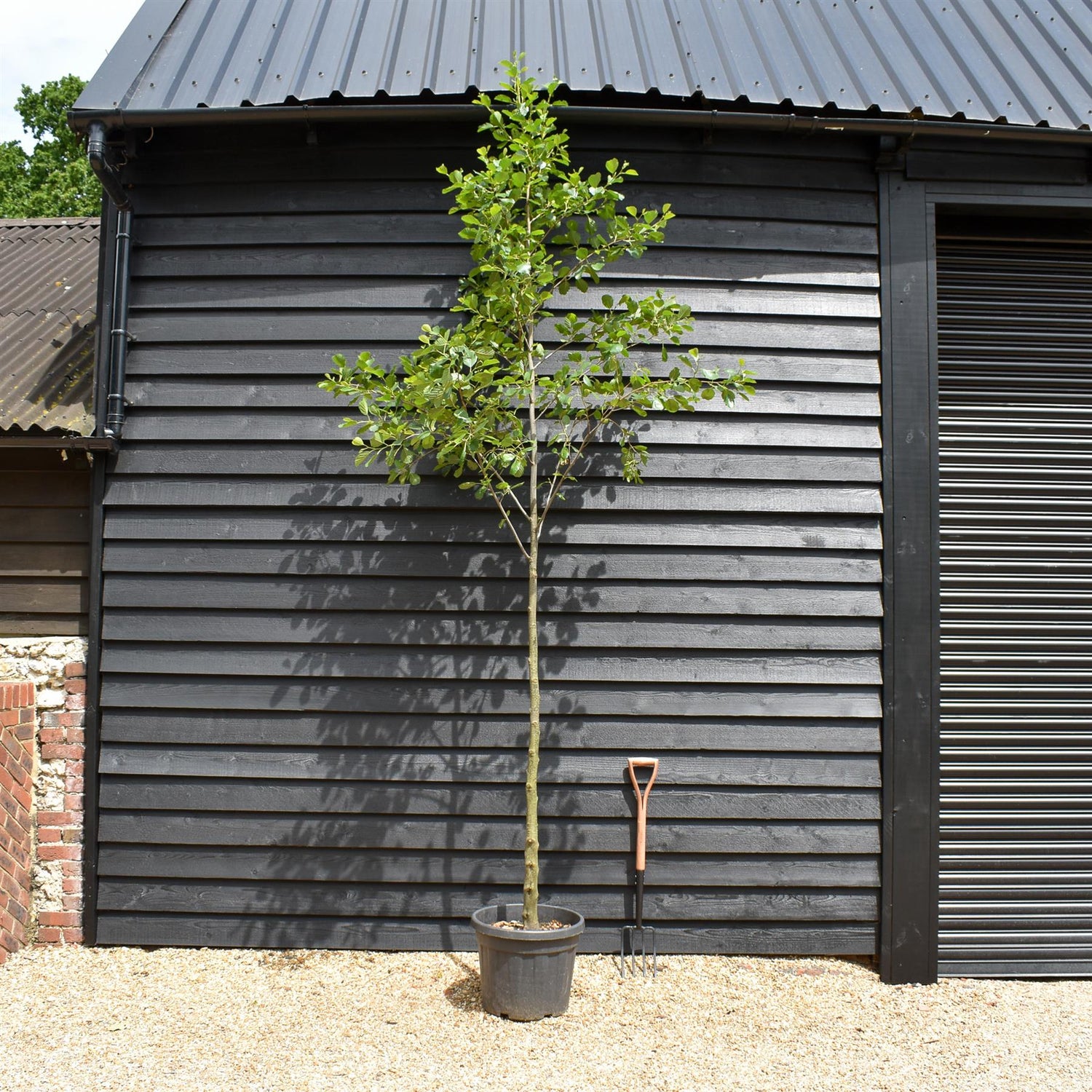 Alder tree | Alnus Glutinosa - Height 300-400cm -  Girth 14-16 - 30-50lt