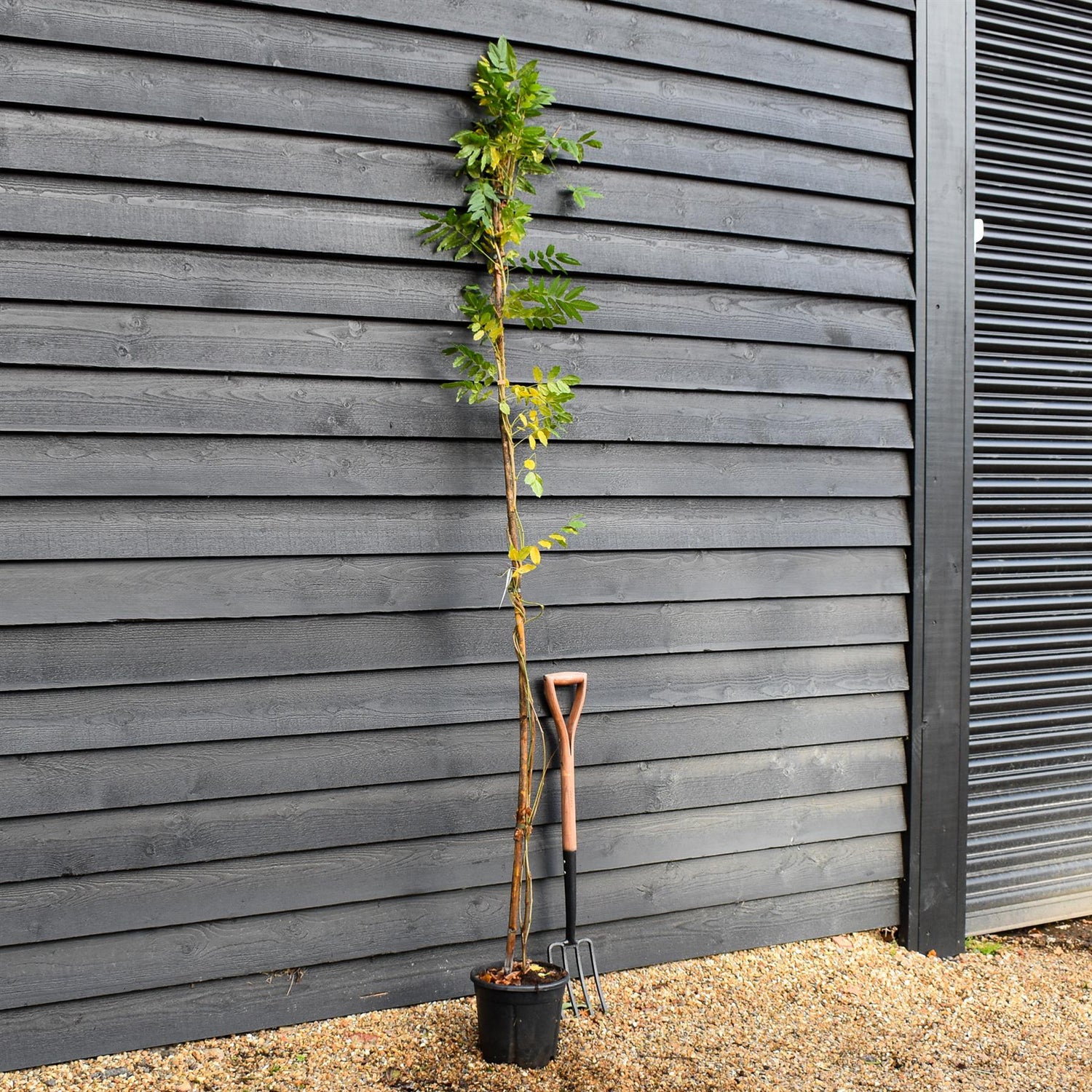 Wisteria floribunda | Japanese wisteria 'Longissima Alba' - Cane - Height 180-200cm - 9lt