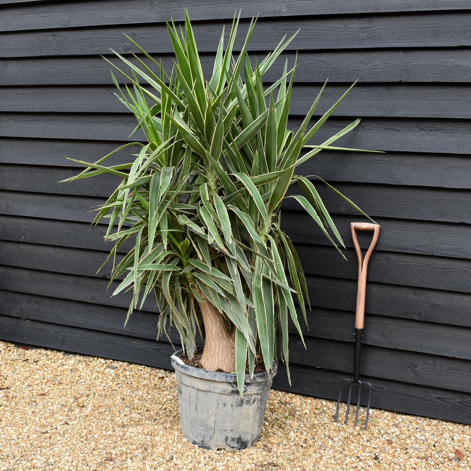 Yucca 'Elephantipes - Shrub - Multistem - Height 170cm - 45lt