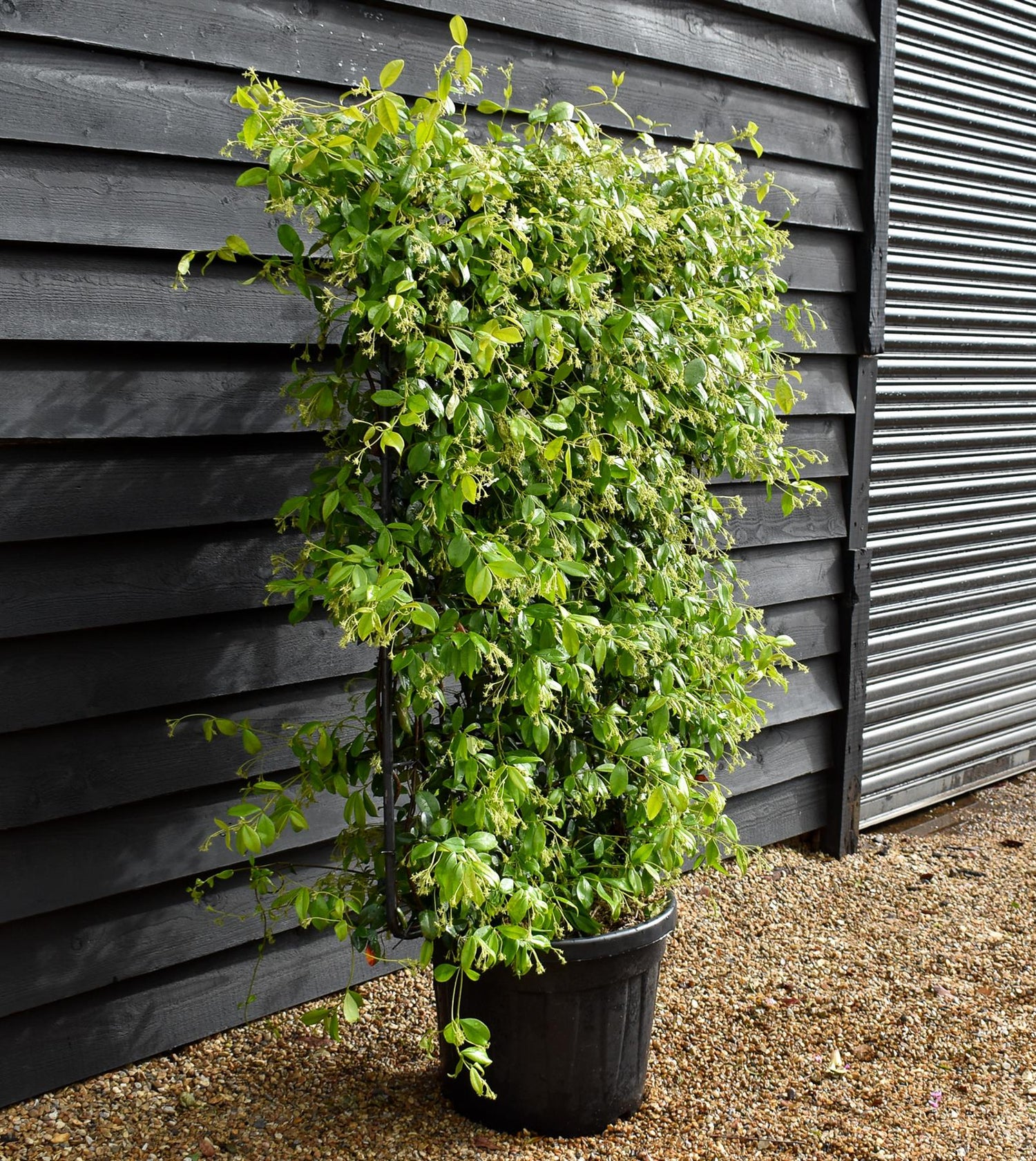Trachelospermum jasminoides - Frame 100 x110cm - Height 130cm - 45lt