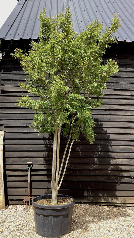 Lagerstroemia Indica | Crape myrtle - Mature Tree - 380-400cm - 180lt