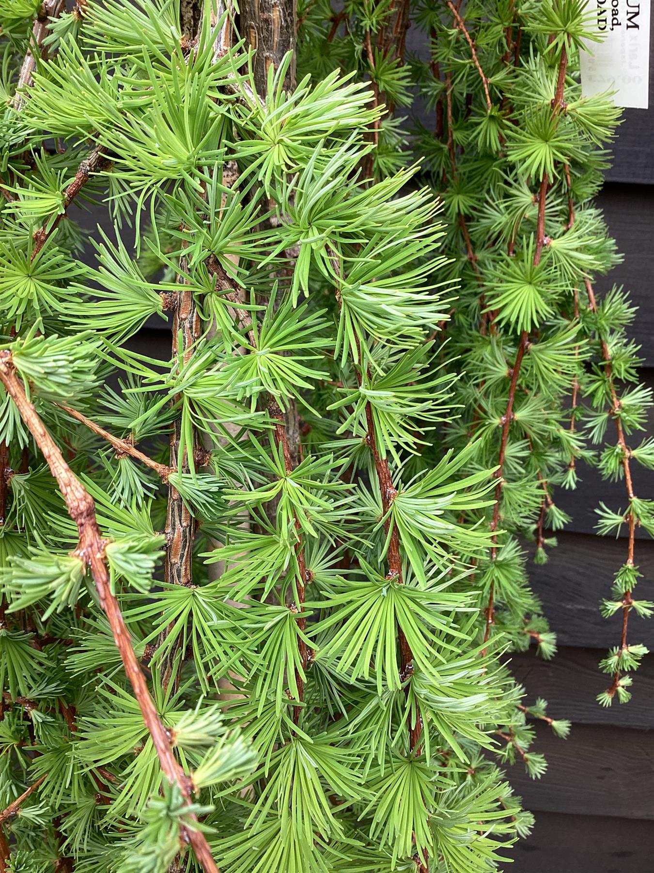 Larix kaempferi 'Stiff Weeper' - Stem - 140-150cm, 7lt