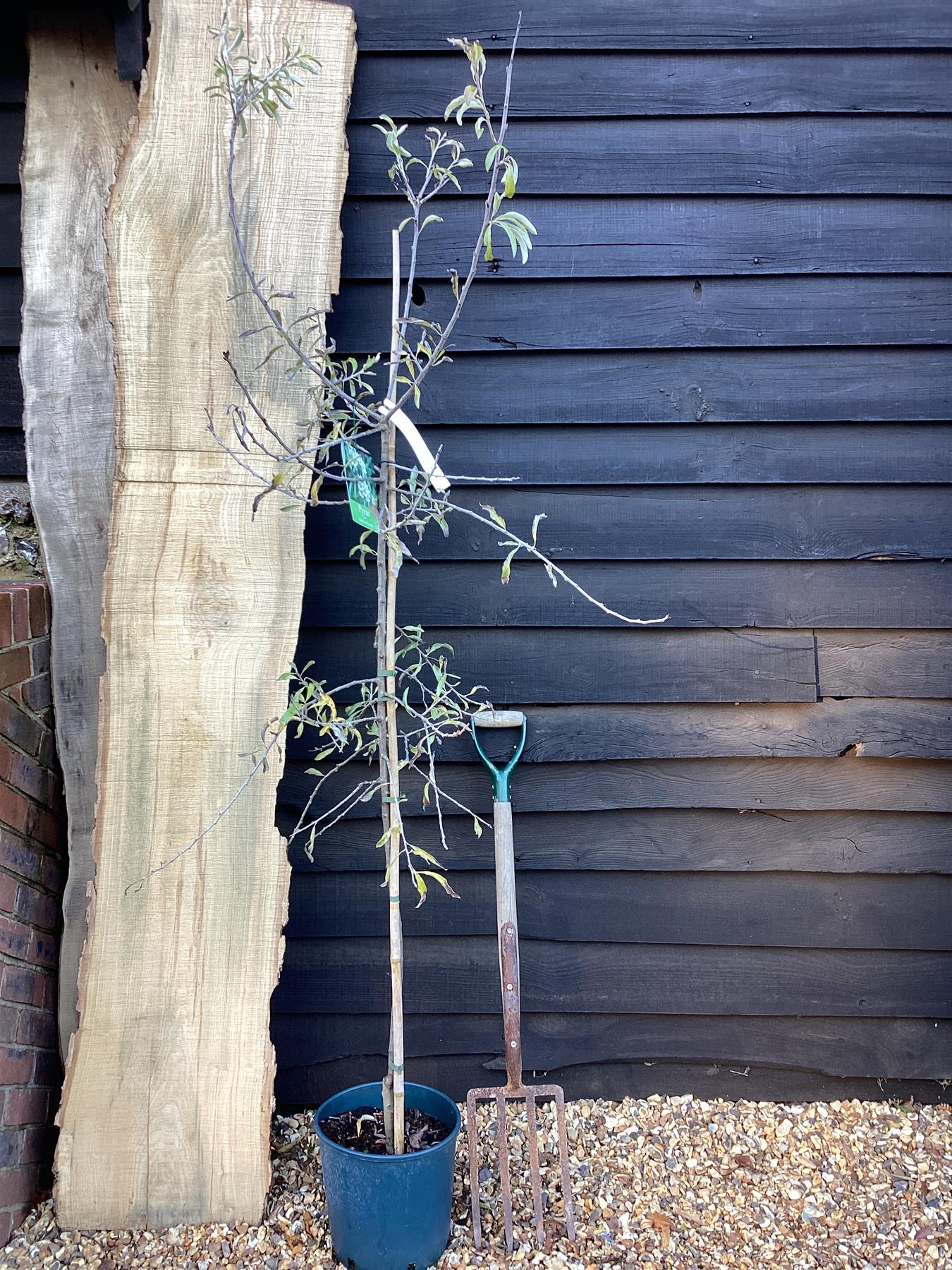 Pyrus salicifolia 'Pendula' - Height 150-200cm, 10lt