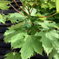 Acer pseudoplatanus 'Brilliantissimum' | Shrimp-Leaved Sycamore - 280-310cm, 20lt