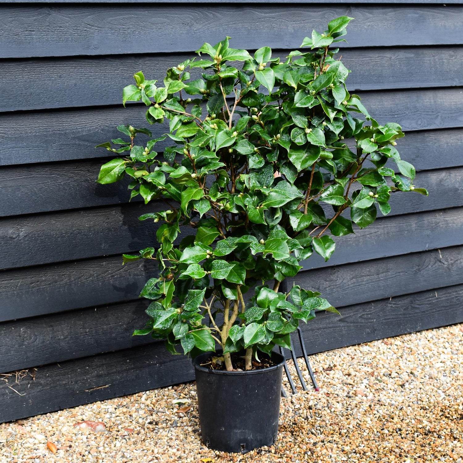 Camellia Dr King -  60-70cm -12lt