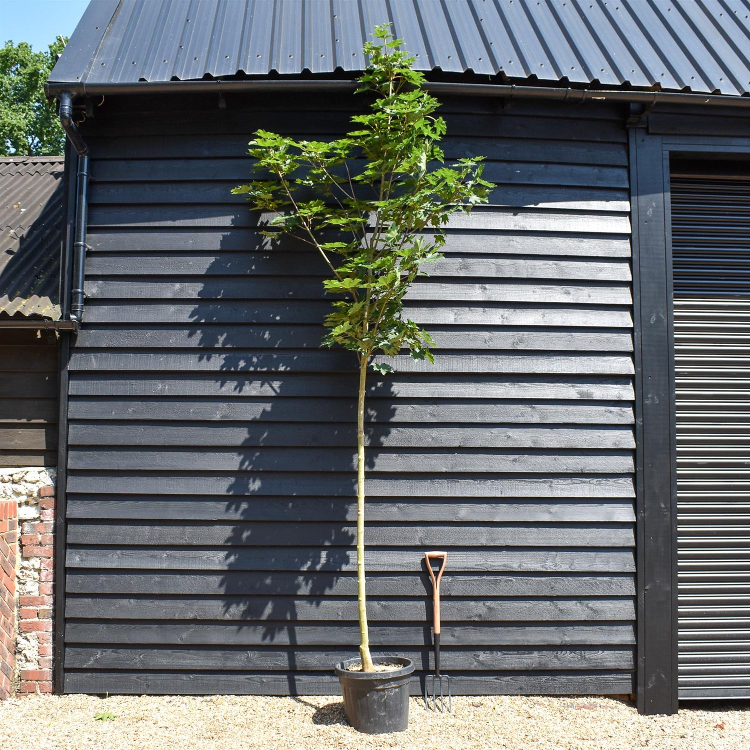 Norway maple 'Emerald Queen' | Acer platanoides - Clear Stem - Height 250-300cm - Girth 8-10cm - 45lt